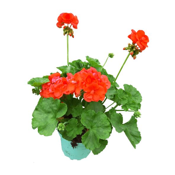 Sommerblomster