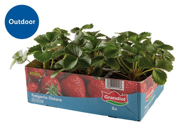 Strawberry Plants