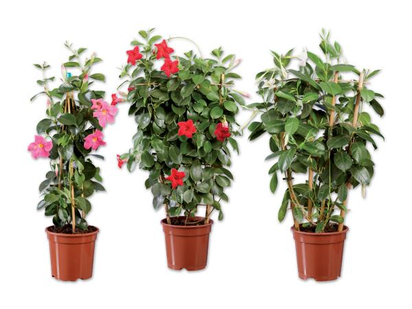 Dipladenia