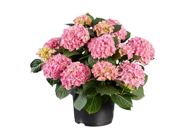 Hortensia