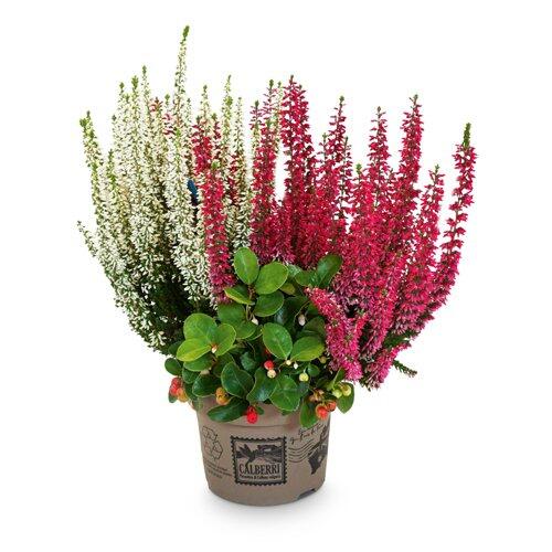 Calluna Calberries