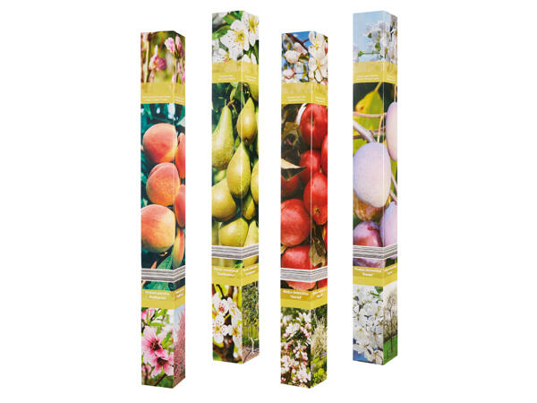Fruit Trees