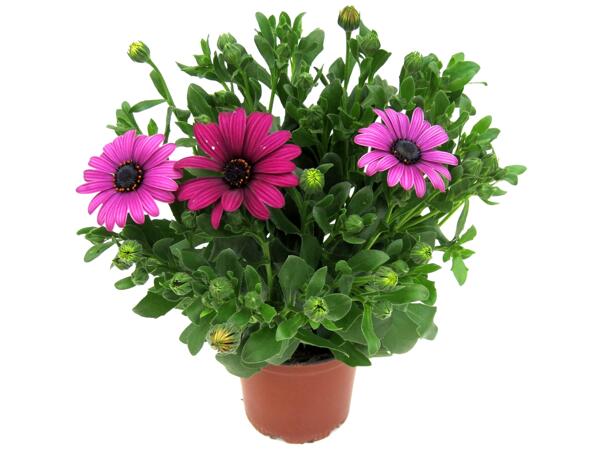 Osteospermum