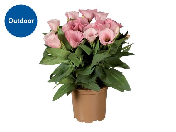 Eustoma