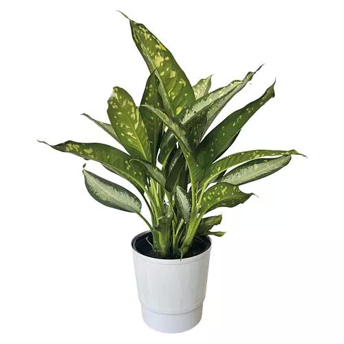 10" Assorted Foliage