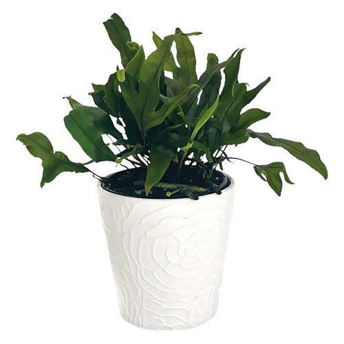 5" Foliage Plant - Assorted Varieties