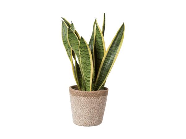Grøn plante i skjuler