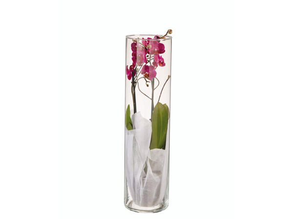 Phalaenopsis in Glasvase