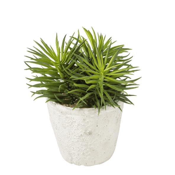 Imitatievetplantje