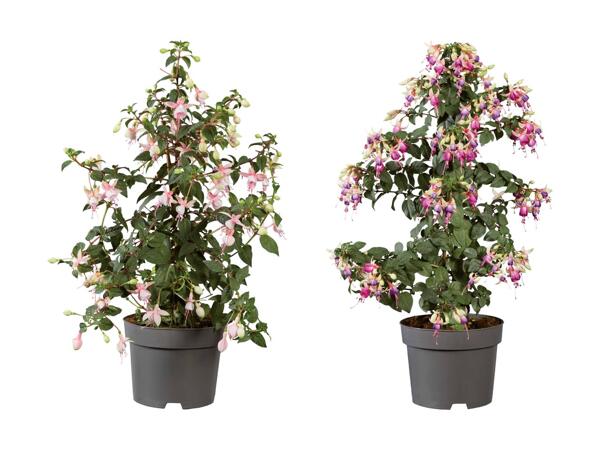 Fuchsias