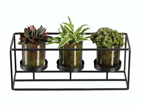 Plantes vertes dans un support en métal