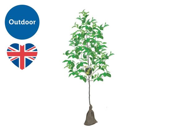 British Fruit Trees