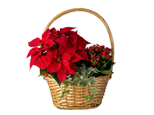 Christmas Basket