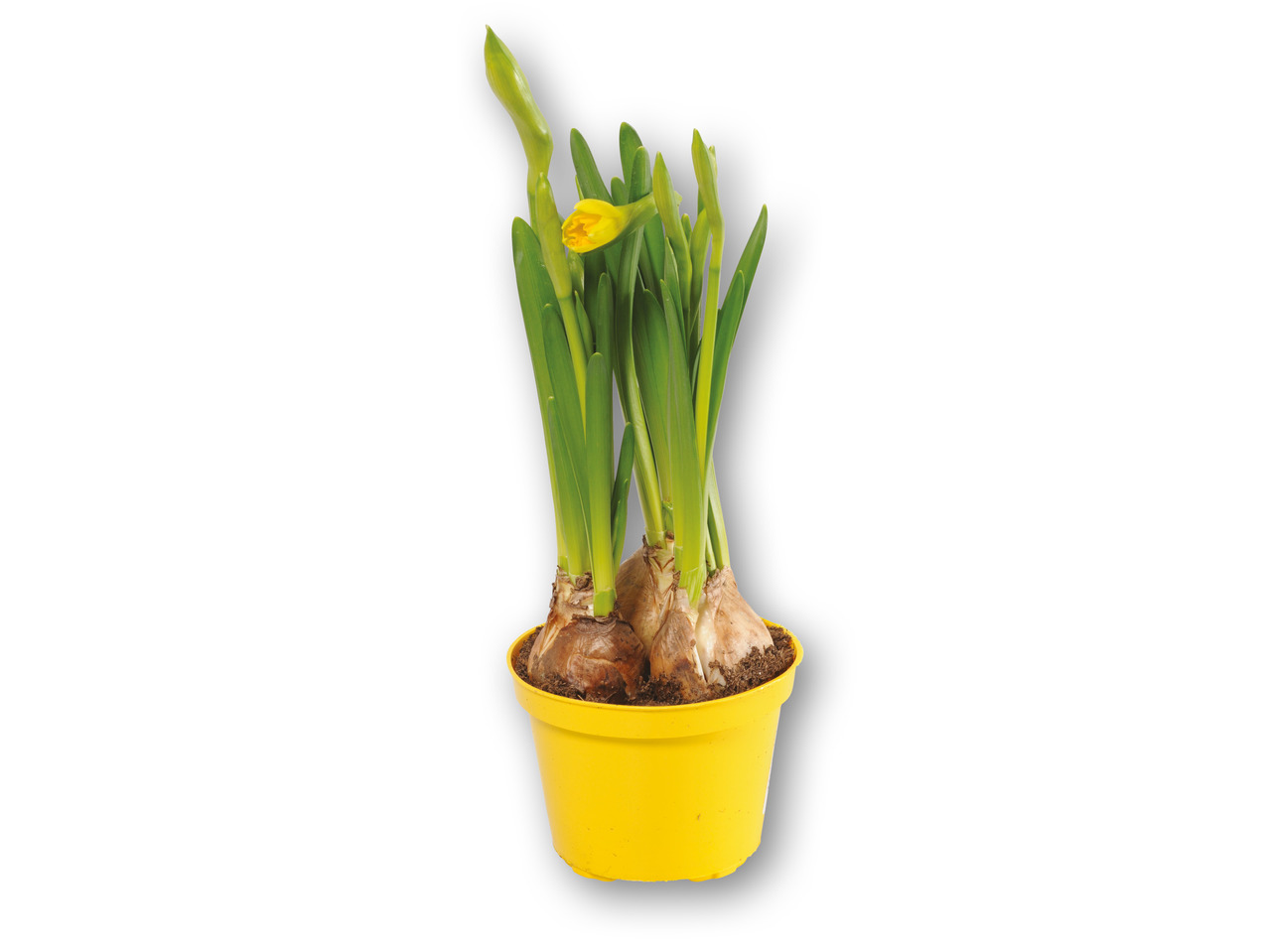 Narcisser Tete-a-tete