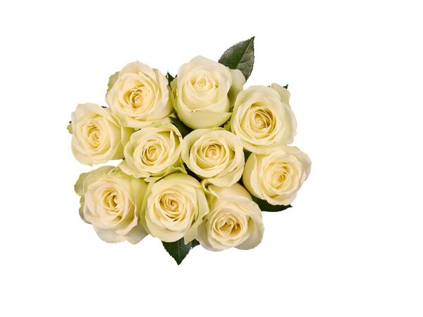 Premium bunch roses