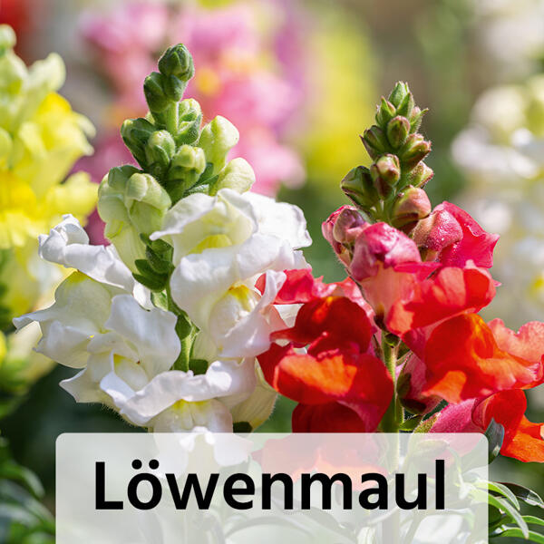 Sommer-Jungpflanzen