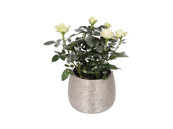 Plante fleurie dans un pot en céramique argenté