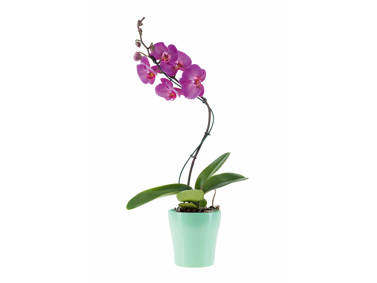 Phalaenopsis twister dans un pot en céramique