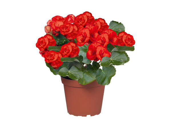 Begonia