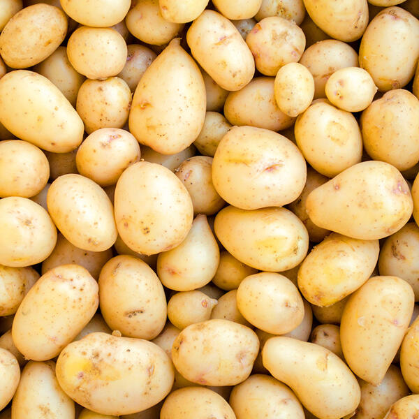 Premium Speisekartoffeln