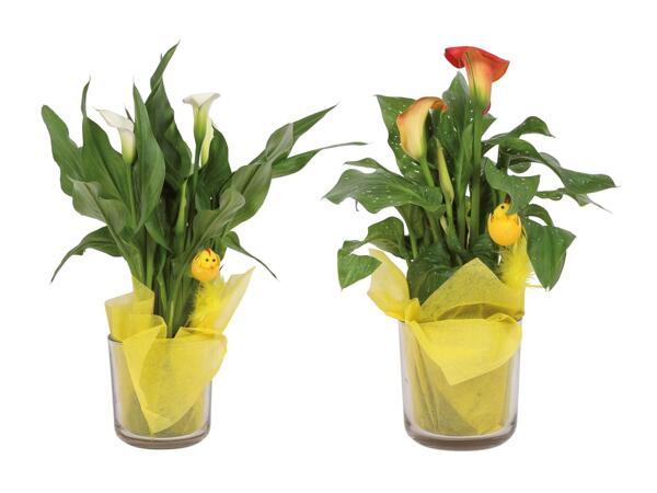 Calla in vaso con pulcino e stoffa