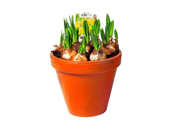 Stor lerpotte med blomstrende løgplanter