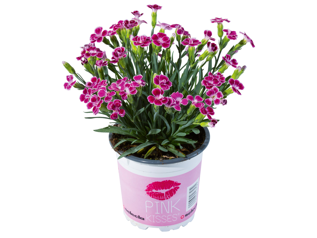 Dianthus Nelken