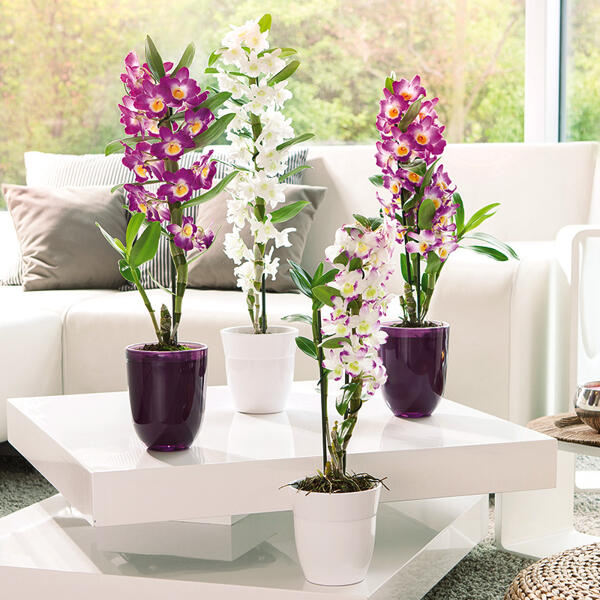 Dendrobium nobile