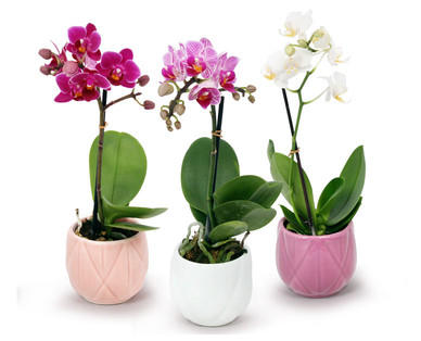 Mini-Orchidee