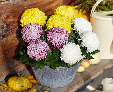 Chrysantheme, 3-Baller
