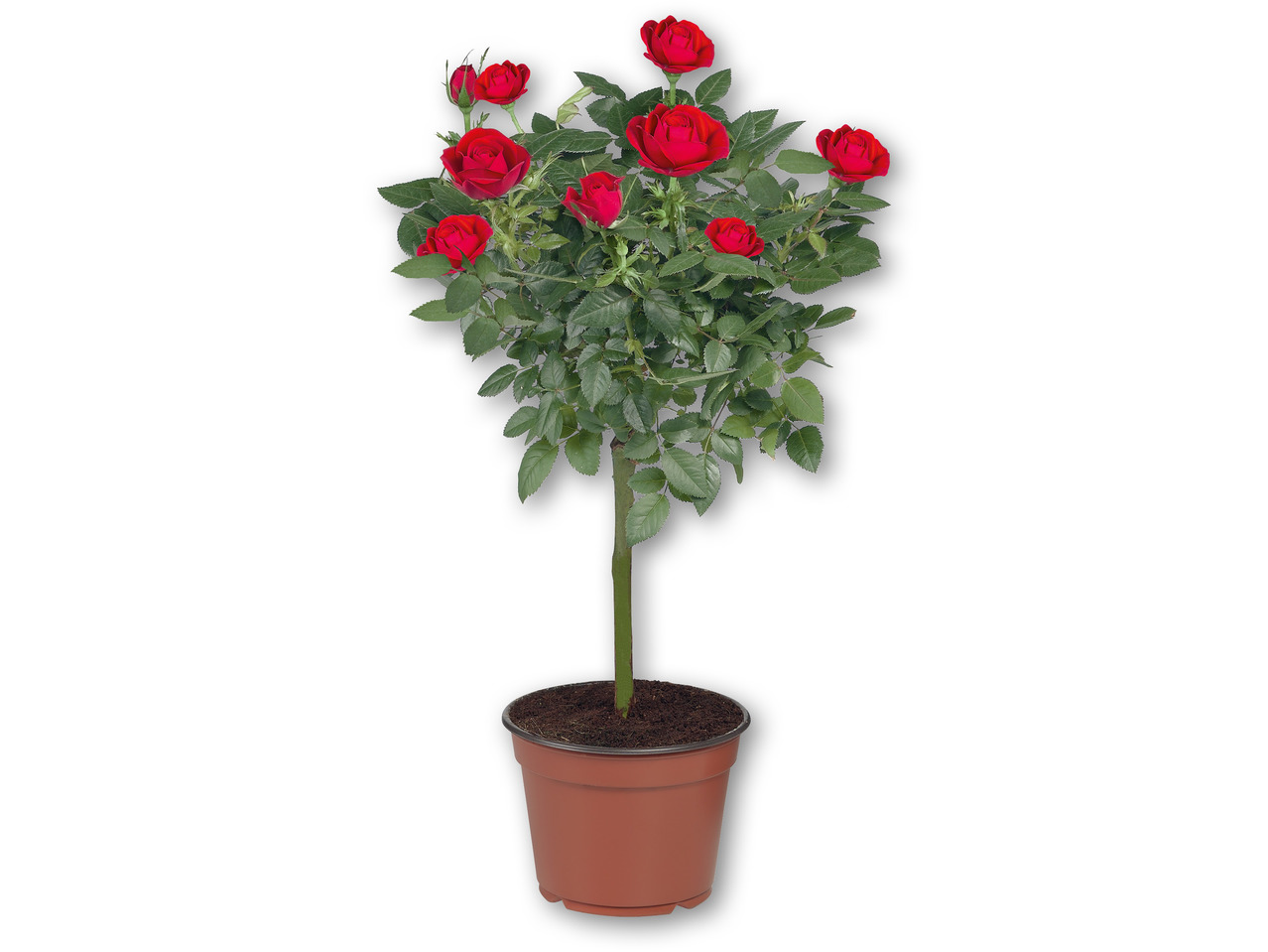 Rosentræ