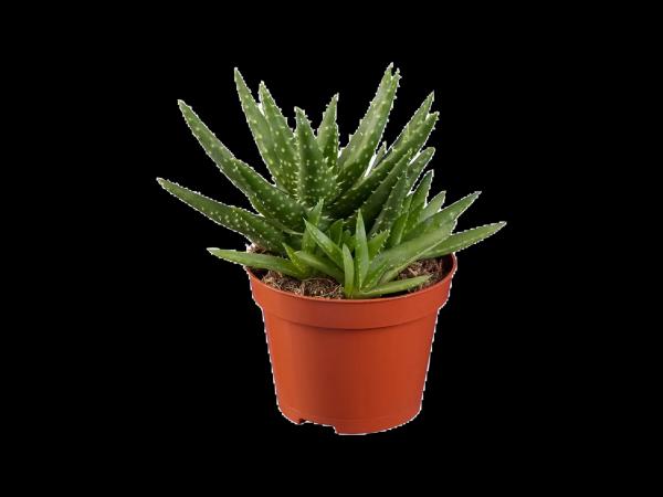 Succulent