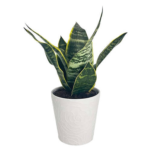 5" Foliage Plant - Assorted