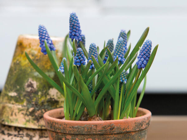 Blomstrende løgplanter