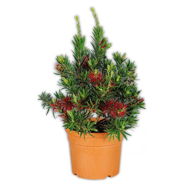 Zylinderputzer "Callistemon" XL