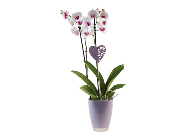 Orchids in ceramics