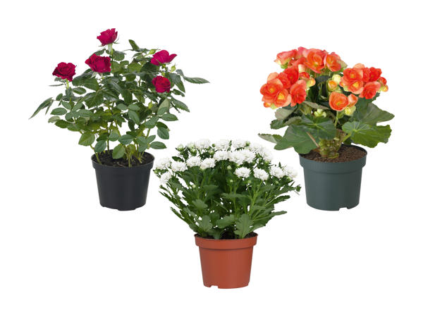 Plante à fleurs