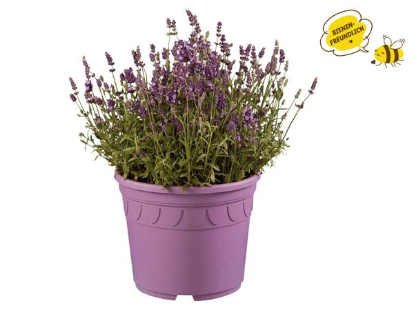 Lavendel angustifolia