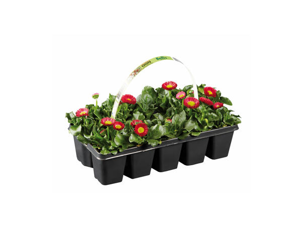 Early Flowering Plants