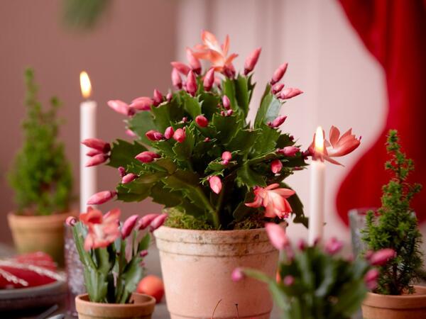 Julekaktus
