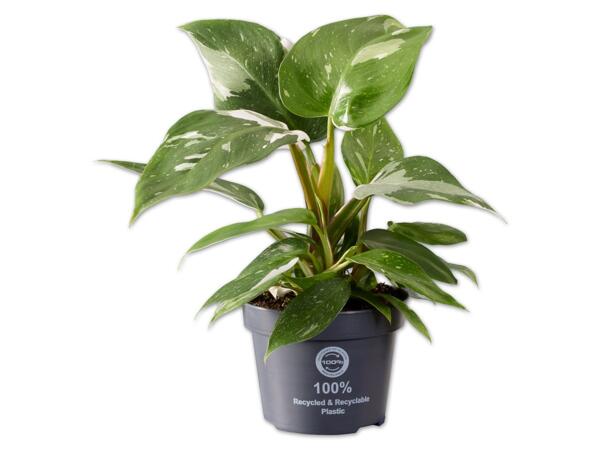 Philodendron White