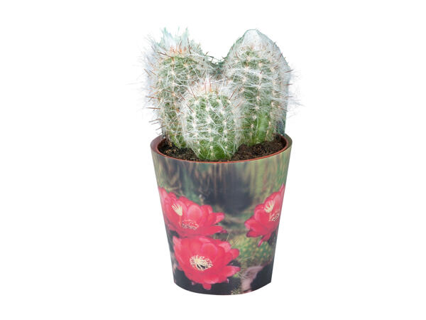 Cactus or Succulent