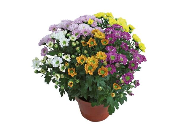 5-farvet krysantemum
