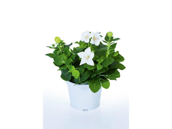 Platycodon