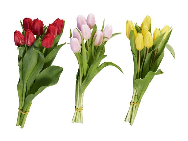 Tulipes