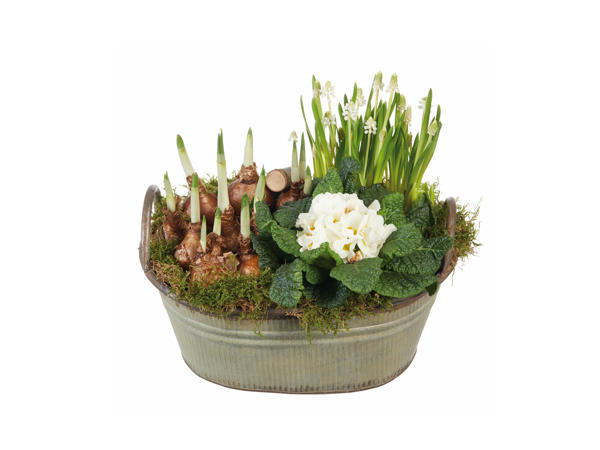 Zinc Planter Spring Flowering Bulbs