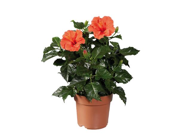 Hibiscus