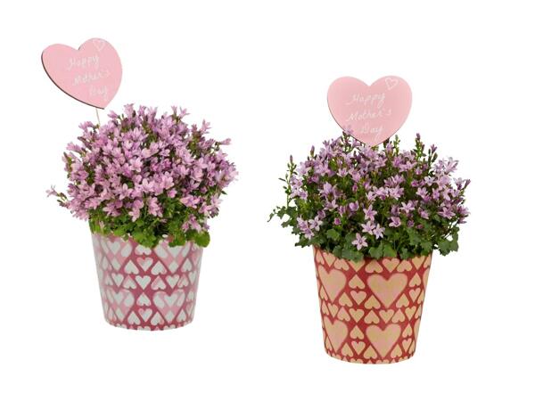 Rose Campanula avec motif en forme de cœur