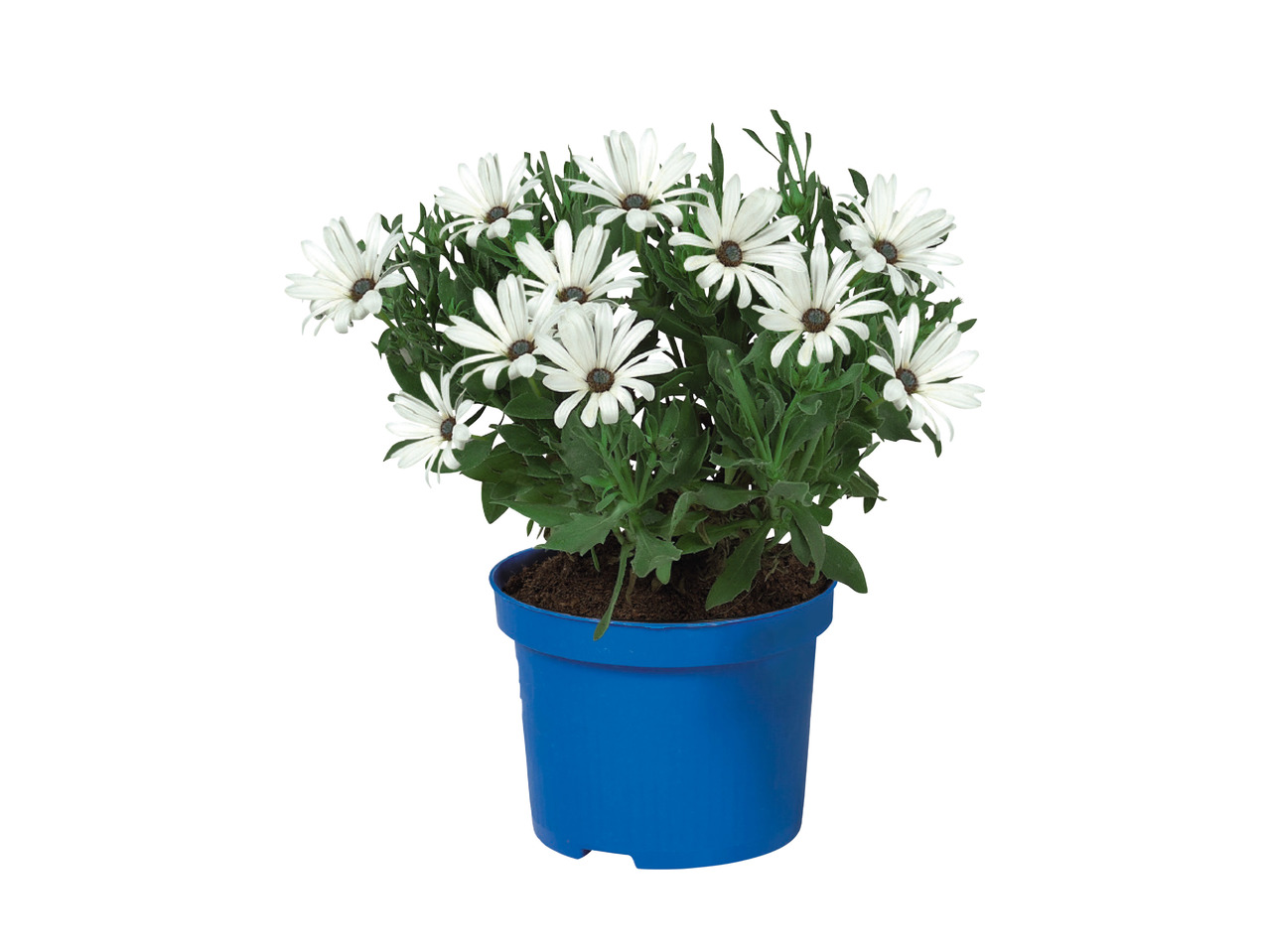 Osteospermum1
