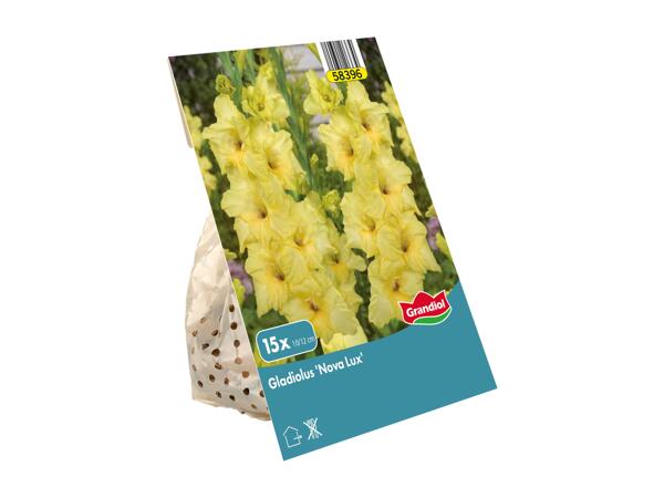 Spring Bulbs